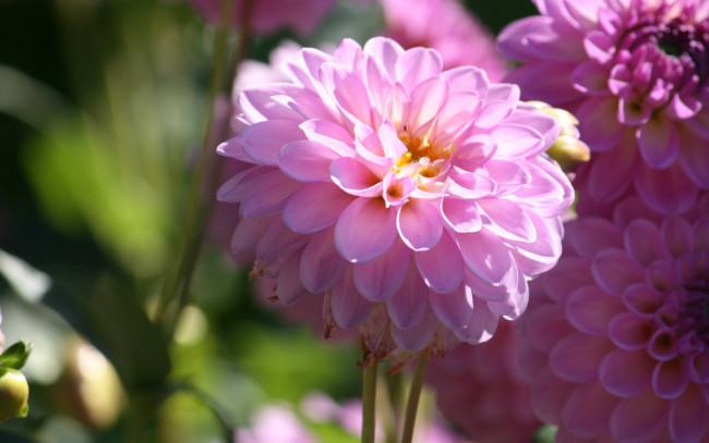 Обои картинки фото цветы, георгины, dahlias