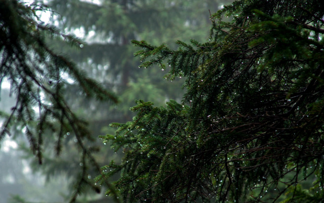 Обои картинки фото природа, деревья, ель