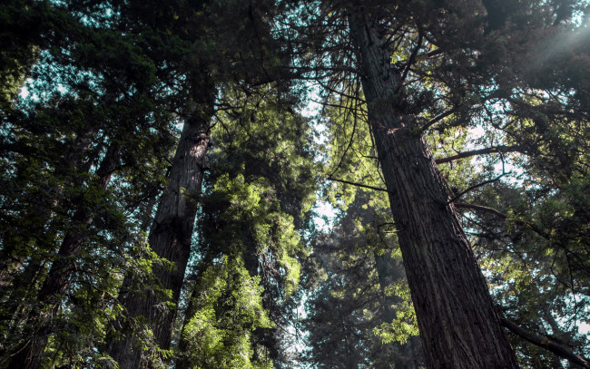 Обои картинки фото природа, деревья, сосны