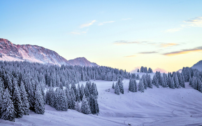 Обои картинки фото природа, зима, снег