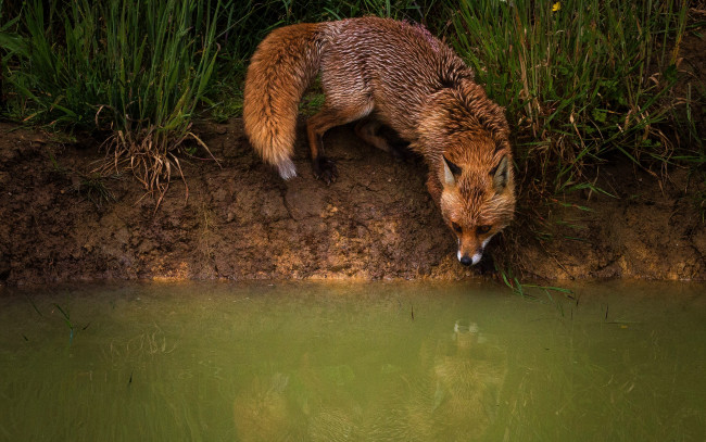 Обои картинки фото животные, лисы, рыжая