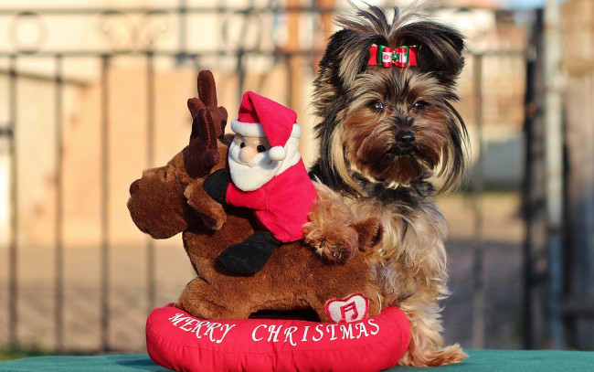 Обои картинки фото животные, собаки, бантик, собака, игрушка