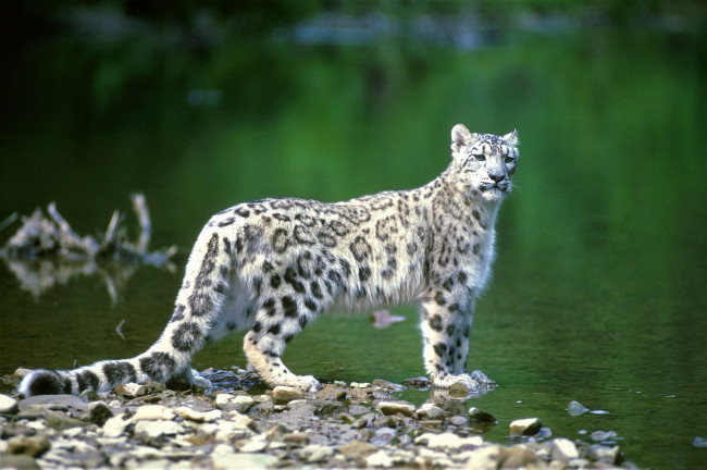 Обои картинки фото животные, снежный барс , ирбис, берег, барс, озеро, камни