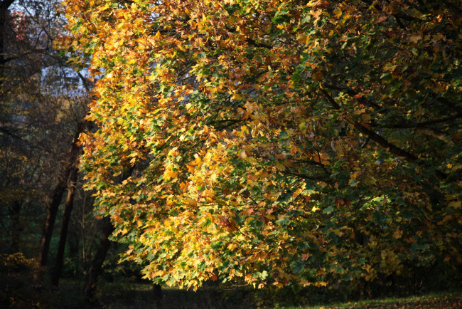 Обои картинки фото природа, деревья, дерево