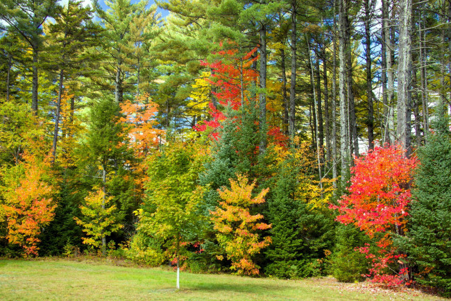 Обои картинки фото природа, лес, осень, листопад