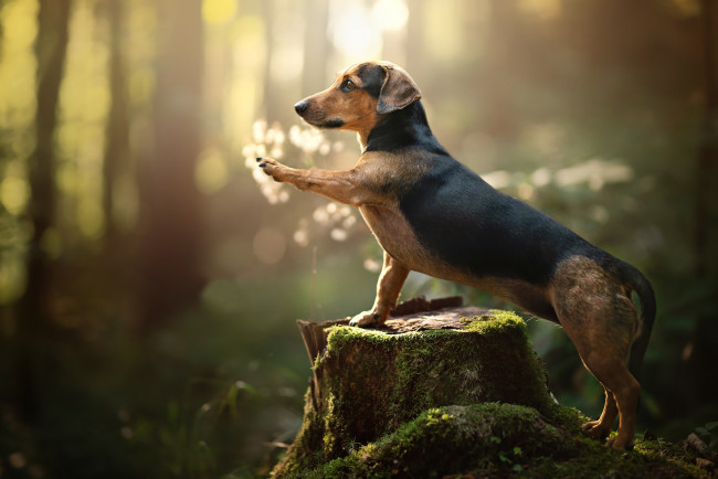 Обои картинки фото животные, собаки, такса, взгляд, фон, собака