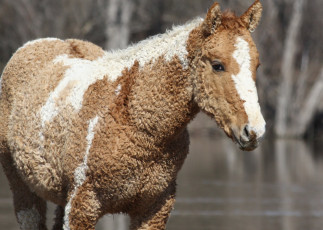 Картинка забайкальская+кучерявая животные лошади забайкальская кучерявая лошадь конь жеребец кобыла млекопитающие непарнокопытные грива