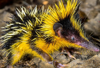 обоя tenrec madagascar, животные, тенреки, tenrec, madagascar, тенрек, афросорициды, хордовые, млекопитающие, колючки
