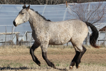 Картинка забайкальская+кучерявая животные лошади забайкальская кучерявая лошадь конь жеребец кобыла млекопитающие непарнокопытные грива
