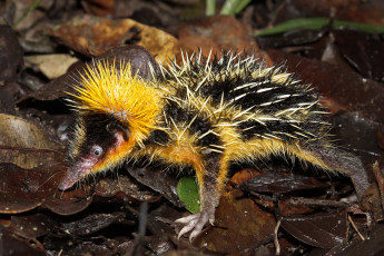 Картинка tenrec+madagascar животные тенреки tenrec madagascar тенрек афросорициды хордовые млекопитающие колючки