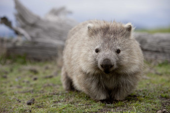 Картинка вомбат животные вомбаты австралия хордовые млекопитающие сумчатые двурезцовые вомбатовые