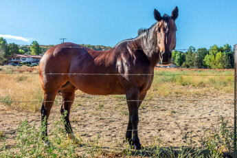 Картинка животные лошади гнедой ограда