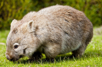 Картинка вомбат животные вомбаты сумчатые двурезцовые вомбатовые австралия хордовые млекопитающие
