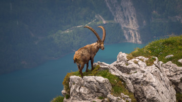 Картинка животные козы горный козел природа животное