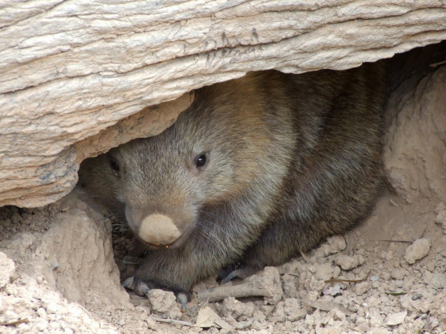 Обои картинки фото вомбат, животные, вомбаты, сумчатые, двурезцовые, вомбатовые, австралия, хордовые, млекопитающие
