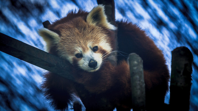 Обои картинки фото животные, панды, малая, панда