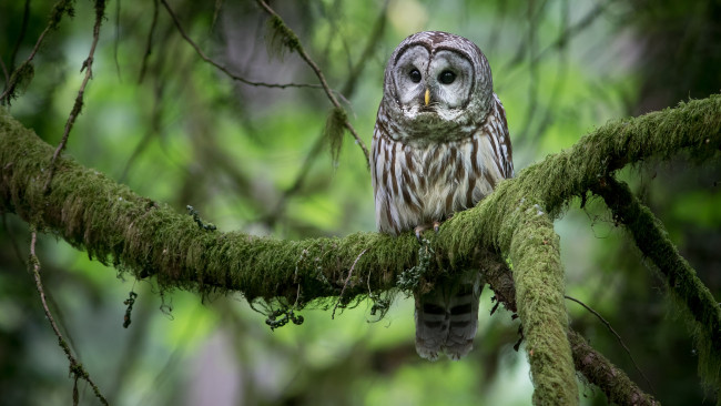 Обои картинки фото животные, совы, на, груди, выделяется, большое, жабо, под, клювом, пестрая, неясыть, североамериканский, вид, сов, питается, мышами, брюхе, имеются, коричневые, полосы, размах, крыльев, 85, см, глаза, чёрные, не, имеет, ушей, обитает, в, лесах