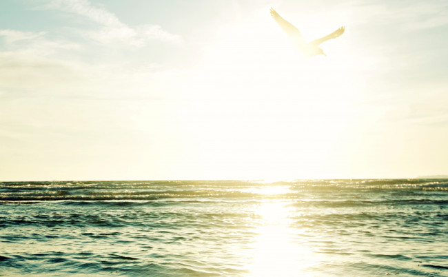 Обои картинки фото природа, восходы, закаты, чайка, море, птица