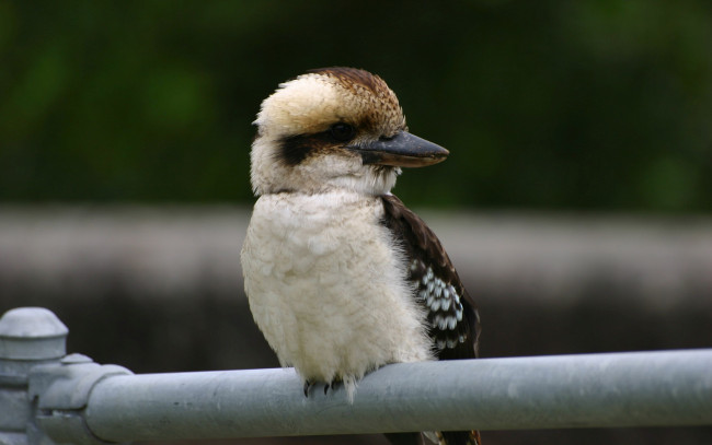 Обои картинки фото kookaburra, животные, зимородки, птица, зимородковые, ракшеобразные, хордовые, австралия