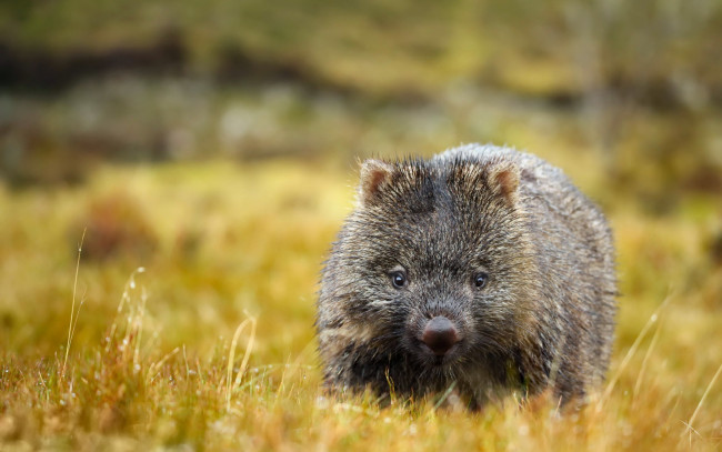 Обои картинки фото вомбат, животные, вомбаты, австралия, хордовые, млекопитающие, сумчатые, двурезцовые, вомбатовые