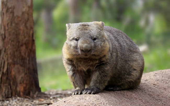 Обои картинки фото вомбат, животные, вомбаты, австралия, хордовые, млекопитающие, сумчатые, двурезцовые, вомбатовые