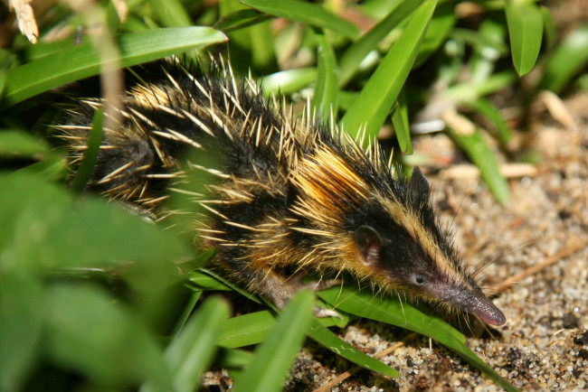 Обои картинки фото tenrec madagascar, животные, тенреки, tenrec, madagascar, тенрек, афросорициды, хордовые, млекопитающие, колючки