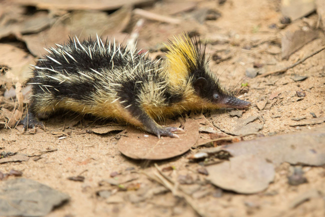 Обои картинки фото tenrec madagascar, животные, тенреки, tenrec, madagascar, тенрек, афросорициды, хордовые, млекопитающие, колючки