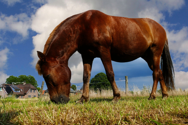 Обои картинки фото животные, лошади, пастбище, гнедой, небо, дом