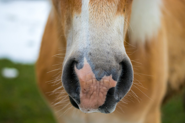 Обои картинки фото животные, лошади, рыжая, морда, лошадь