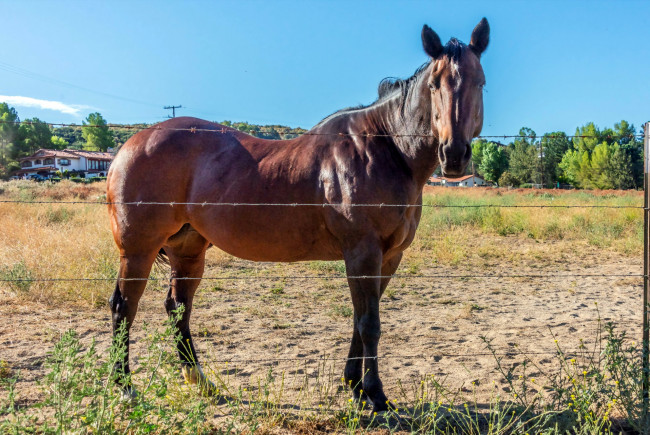 Обои картинки фото животные, лошади, гнедой, ограда