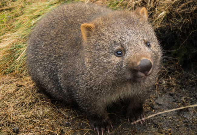 Обои картинки фото вомбат, животные, вомбаты, сумчатые, двурезцовые, вомбатовые, австралия, хордовые, млекопитающие