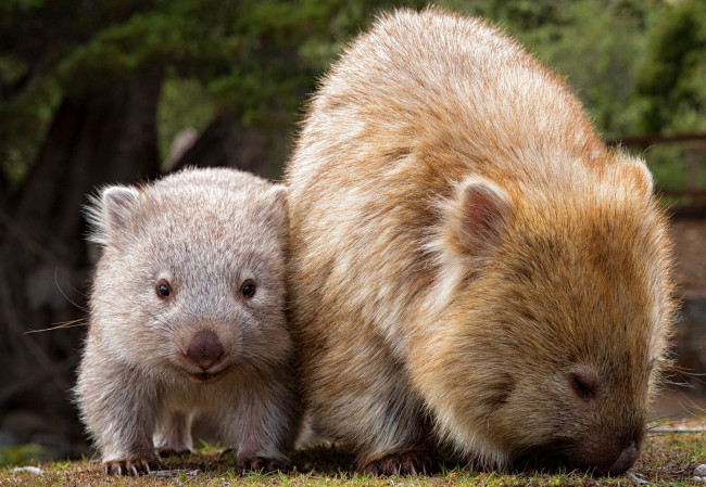 Обои картинки фото вомбаты, животные, хордовые, млекопитающие, сумчатые, двурезцовые, вомбатовые, детёныш, вомбат, австралия