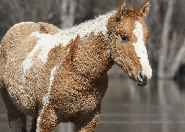 Обои картинки фото забайкальская кучерявая, животные, лошади, забайкальская, кучерявая, лошадь, конь, жеребец, кобыла, млекопитающие, непарнокопытные, грива
