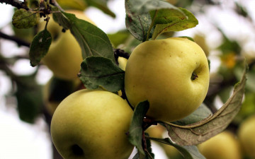 Картинка природа плоды яблоки