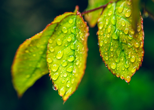 Обои картинки фото природа, листья, капли, росы