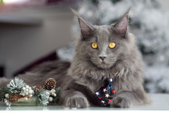 Картинка животные коты кот кошка