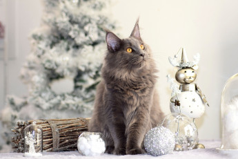 Картинка животные коты кот кошка