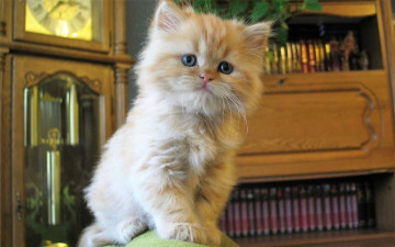 Картинка животные коты котенок рыжий шкаф