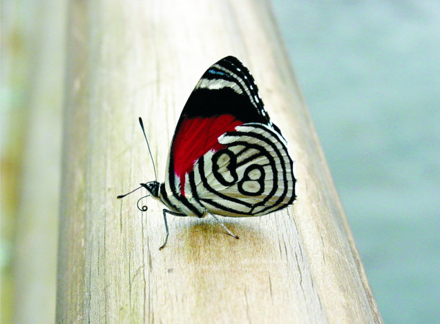 Обои картинки фото животные, бабочки,  мотыльки,  моли, бабочка, балка