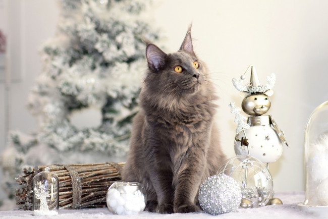 Обои картинки фото животные, коты, кот, кошка