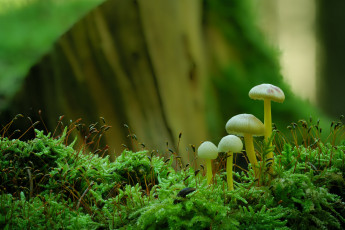 Картинка природа грибы