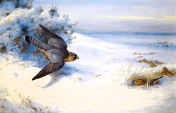 обоя рисованное, archibald thorburn, зима, снег, поле, кусты, птицы, ястреб