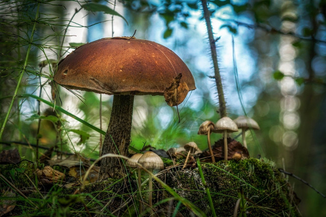Обои картинки фото природа, грибы, грибная, семейка
