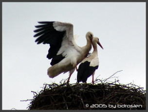 Картинка животные аисты