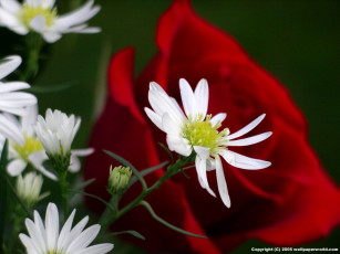 Картинка цветы разные вместе