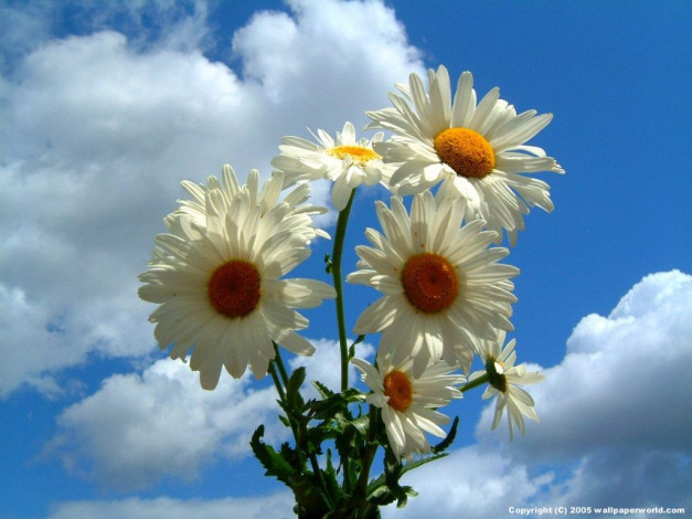 Обои картинки фото цветы, ромашки