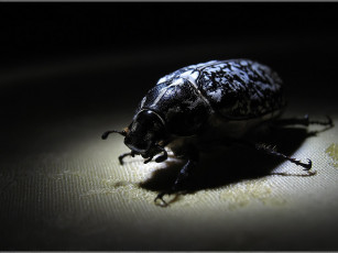 Картинка elf cam жук животные насекомые