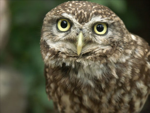 Картинка кондратьев максим хде хто тебе чё ваще надо животные совы