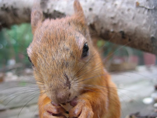 Картинка кузнецов алекс крупным планом животные белки