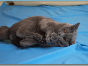 Картинка лариса позовите айболита меня живот болит животные коты